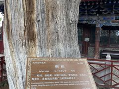 -玉泉观