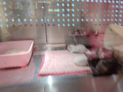 -more than meow吴止猫主题餐厅(承德 中船汇店)