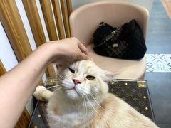 -青奢宠物·青奢猫舍