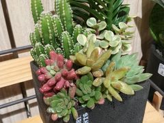 -AEON永旺(东方宝泰店)