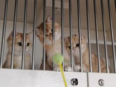 -东方名猫馆·英短金渐层布偶猫舍(环线广场1号楼店)