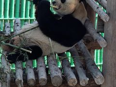 -西霞口神雕山野生动物世界