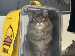 -关爱宠物医院·猫科中心·消化科(滨湖万达分院)