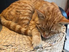 -箪食记(汉口路店)