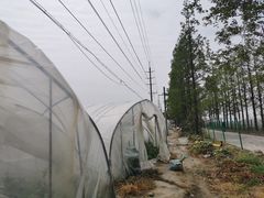 -喜杨洋草莓采摘园