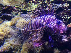 android_upload_pic-西雅图水族馆