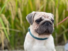 -中国天府农业博览园