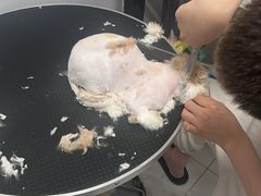 -喵百万·布偶·蓝金金渐层英短·猫舍(百子湾店)