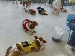 -怪兽屋·羊驼·猫咖·狗咖(俊华广场店)