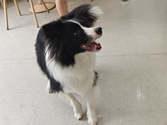 -宠颐生宠物医院·心肾内科·猫专科诊疗中心宠巢店