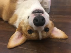 -柯斗斗主题餐厅·狗咖·围炉煮茶·茶饮(国瑞升平里店)