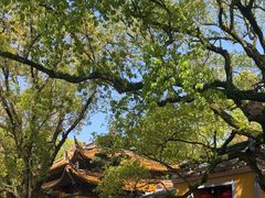 -普陀山慧济禅寺