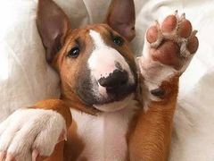 -迪迪客欢乐火锅(斯大林路店)