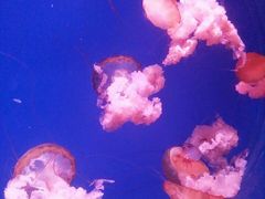 -南昌海洋公园