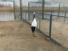 -盐城丹顶鹤湿地生态旅游区