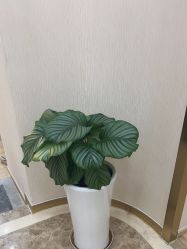 -JUVA欧华医美连锁