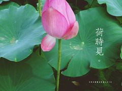 -白洋淀景区