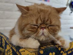 -平行世界·猫咖(首经贸店)