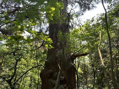-天目山大树王景区