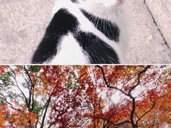-秋霞圃