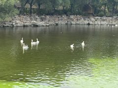 -石家庄市动物园