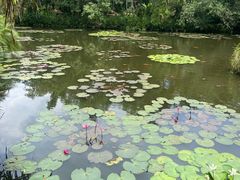 -中国科学院西双版纳热带植物园