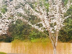 -苏宁钟山国际高尔夫酒店大堂酒廊