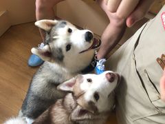 -Husky Go! 哈士奇体验馆·宠物咖啡厅狗咖