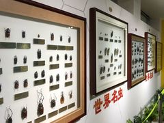 -上海昆虫博物馆