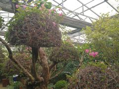 -呀路古热带植物园