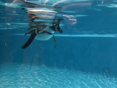 -帝企鹅自助餐厅•儿童岛•真企鹅(长隆企鹅酒店)