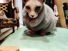 -猫色咖啡·猫咖