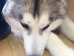 -Husky Go! 哈士奇体验馆·宠物咖啡厅狗咖