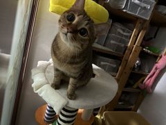 -美联众合动物医院·24h京西诊疗中心