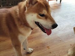 -柴犬高等学院·狗咖·柴犬售卖·宠物训练