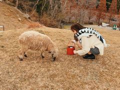-神户市立六甲山牧场
