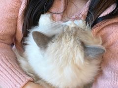 -有喵·猫咖·狗咖·30几只猫10只小狗(岗厦店)