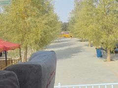 -金塔沙漠胡杨林景区