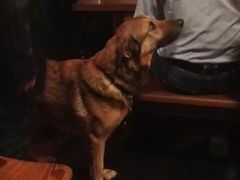 -瓦格纳苹果酒德国风味餐馆