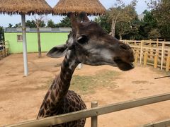 -西霞口神雕山野生动物世界