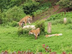 -沈阳森林动物园