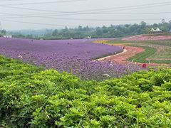 -紫颐香薰山谷景区
