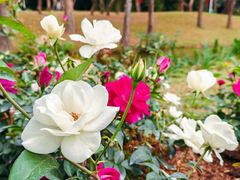 -人民公园(罗湖区)