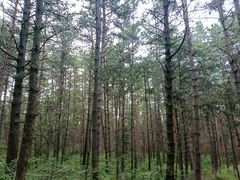 -帽儿山国家森林公园