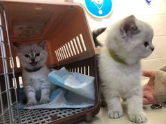 -仁华宠物医院(青羊店)