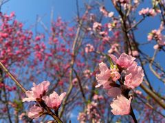 -深圳市中科院仙湖植物园