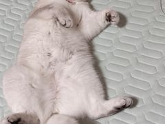 -爱侣宠医·鹦鹉专科·小型哺乳类·异宠专科(灵石路店)