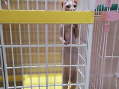 -藏猫猫咖啡主题馆(中央大道店)