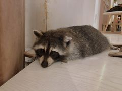 -浣熊柯尔鸭土拨鼠·电玩咖