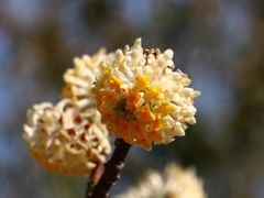 -合肥滨湖国家森林公园